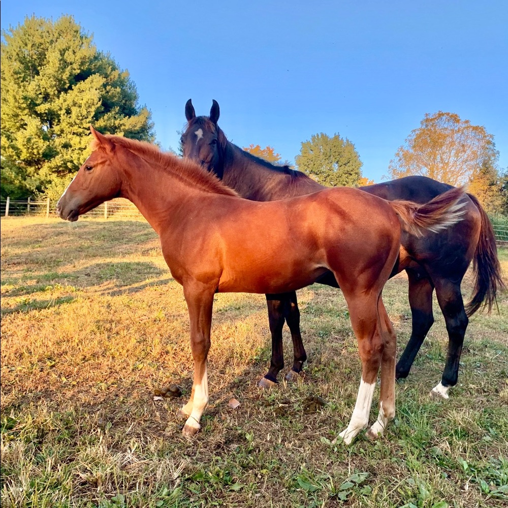 Meet your Posher, Corinna